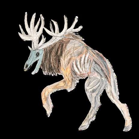 The deer